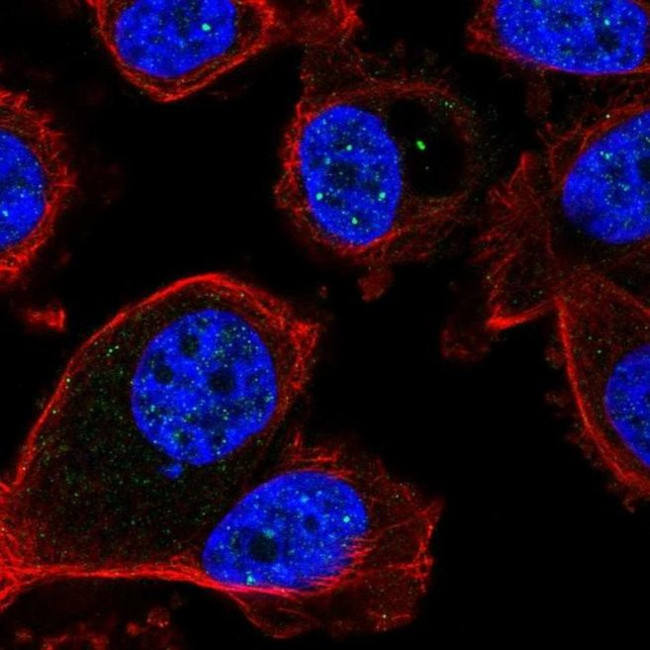 FBXL3 Antibody in Immunocytochemistry (ICC/IF)
