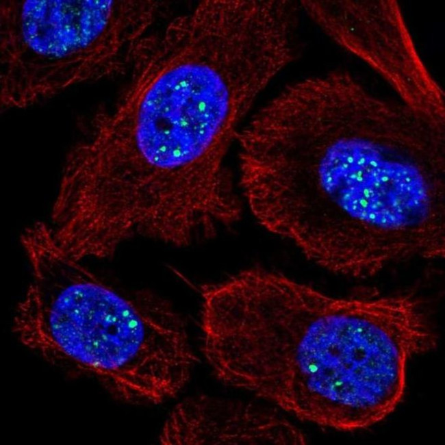 RASL11A Antibody in Immunocytochemistry (ICC/IF)