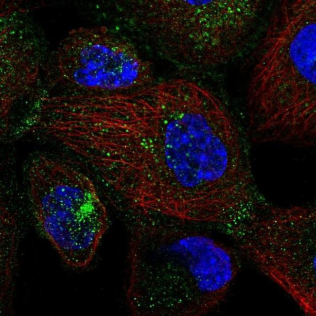 SEC24D Antibody in Immunocytochemistry (ICC/IF)