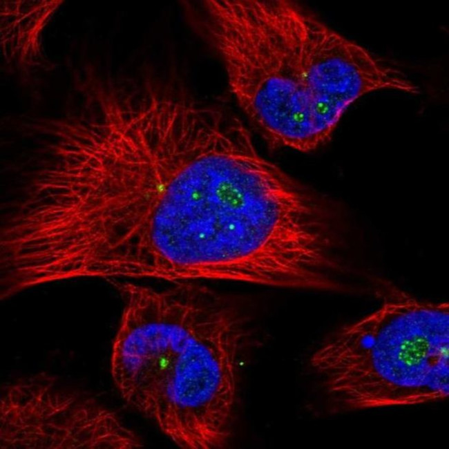 CLHC1 Antibody in Immunocytochemistry (ICC/IF)