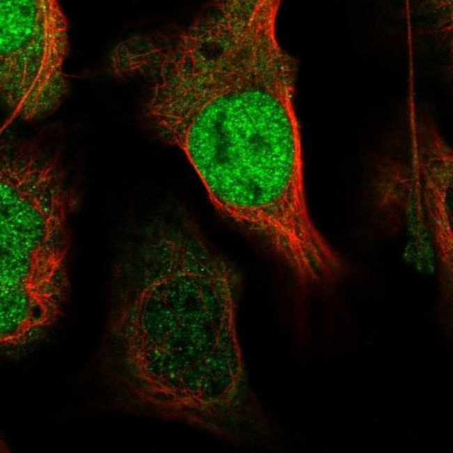 XPO4 Antibody in Immunocytochemistry (ICC/IF)