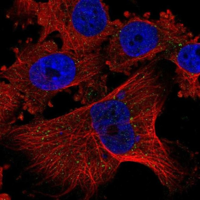 PLGLB1 Antibody in Immunocytochemistry (ICC/IF)