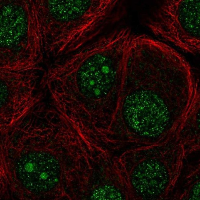 FBXO36 Antibody in Immunocytochemistry (ICC/IF)