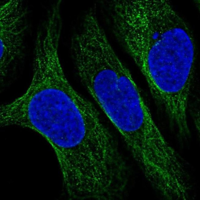 CNFN Antibody in Immunocytochemistry (ICC/IF)