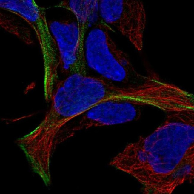 MAGEF1 Antibody in Immunocytochemistry (ICC/IF)