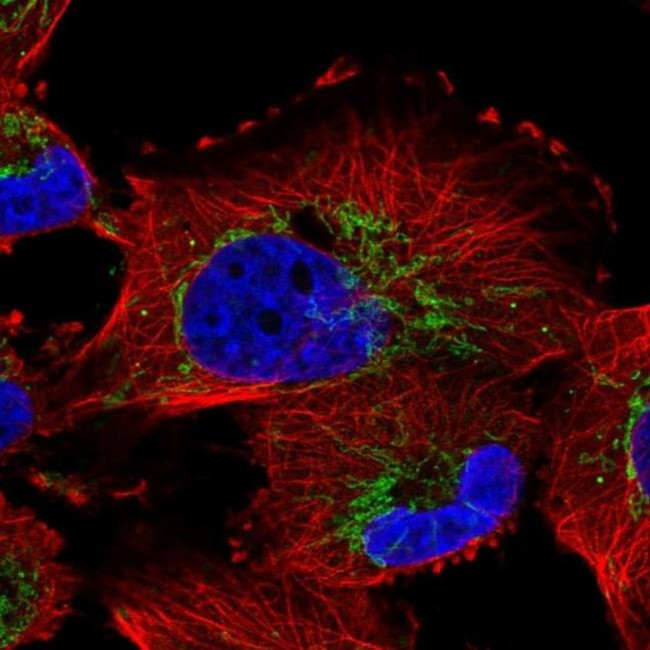 NME7 Antibody in Immunocytochemistry (ICC/IF)
