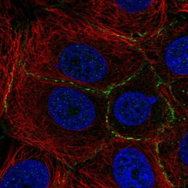 PLEKHA6 Antibody in Immunocytochemistry (ICC/IF)
