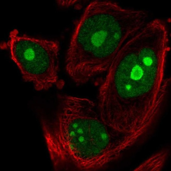 ZNF593 Antibody in Immunocytochemistry (ICC/IF)