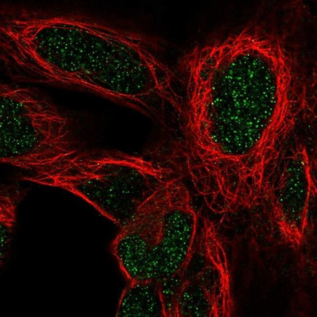 HOXD4 Antibody in Immunocytochemistry (ICC/IF)