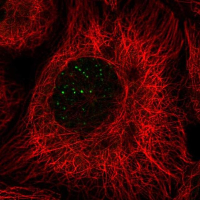 BABAM1 Antibody in Immunocytochemistry (ICC/IF)
