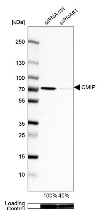 CMIP Antibody