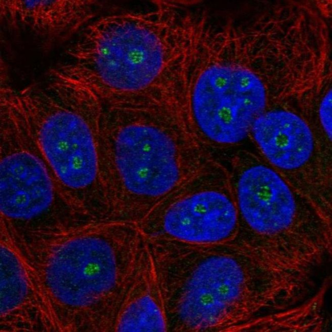 TRIM52 Antibody in Immunocytochemistry (ICC/IF)