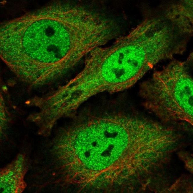 SFRS19 Antibody in Immunocytochemistry (ICC/IF)