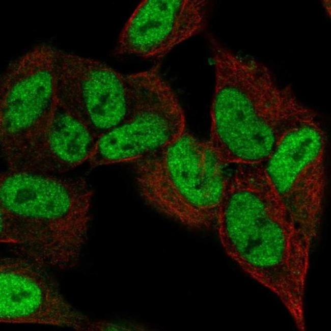 ZNF333 Antibody in Immunocytochemistry (ICC/IF)