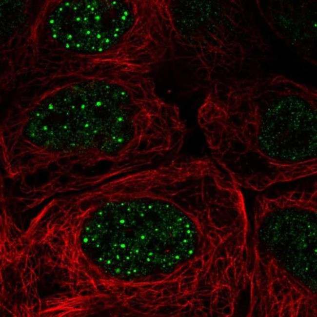FBXO48 Antibody in Immunocytochemistry (ICC/IF)