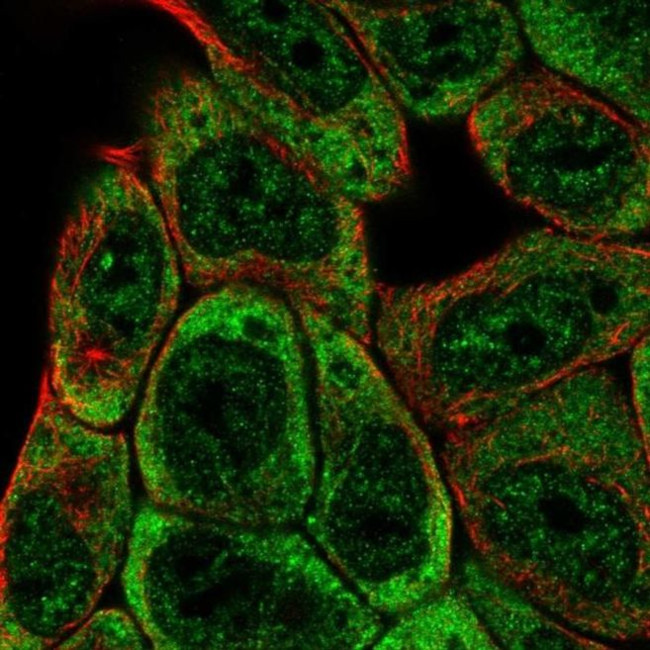 SLFNL1 Antibody in Immunocytochemistry (ICC/IF)