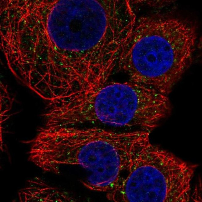 FAM220A Antibody in Immunocytochemistry (ICC/IF)