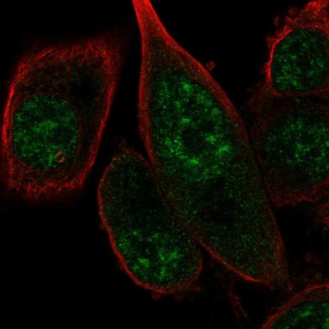 FANCM Antibody in Immunocytochemistry (ICC/IF)
