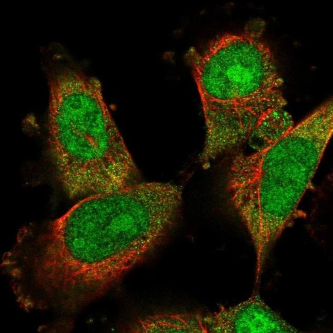 DDA1 Antibody in Immunocytochemistry (ICC/IF)