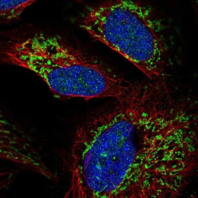 RIM3 Antibody in Immunocytochemistry (ICC/IF)