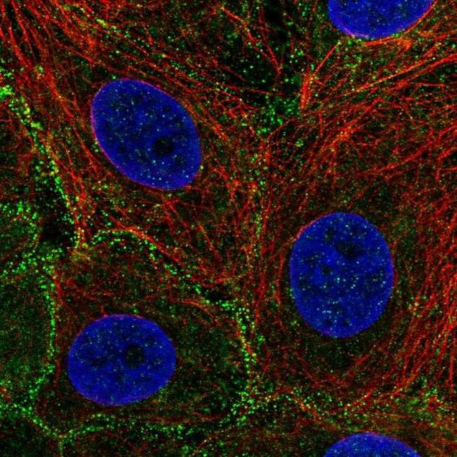 EPS15R Antibody in Immunocytochemistry (ICC/IF)
