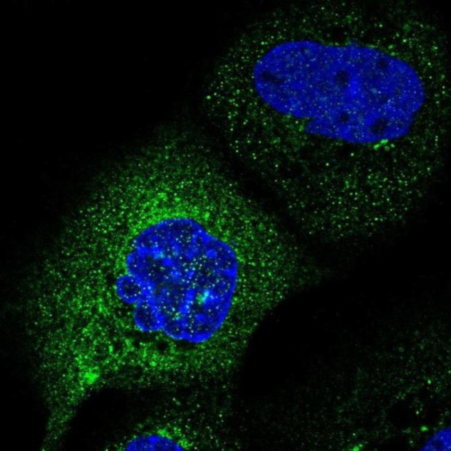C2orf76 Antibody in Immunocytochemistry (ICC/IF)