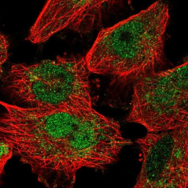 MAFF Antibody in Immunocytochemistry (ICC/IF)
