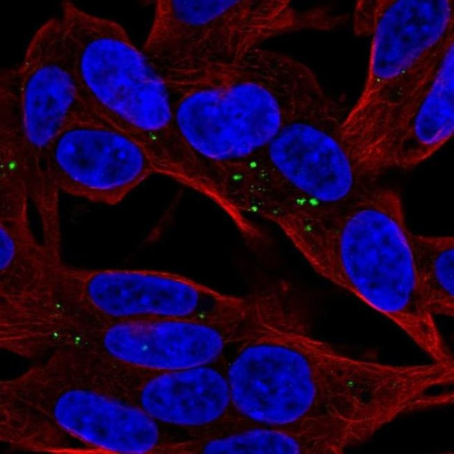 Apolipoprotein L4 Antibody in Immunocytochemistry (ICC/IF)
