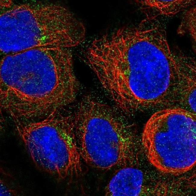 PIDD Antibody in Immunocytochemistry (ICC/IF)