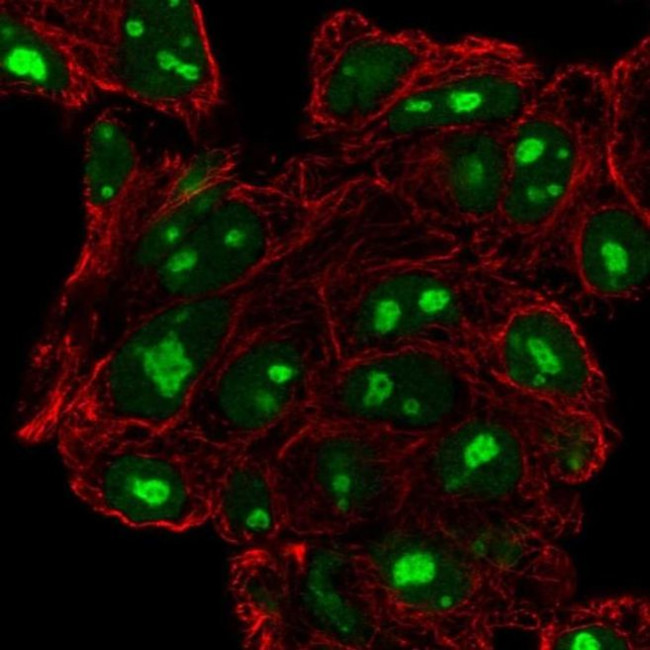 ATPBD4 Antibody in Immunocytochemistry (ICC/IF)