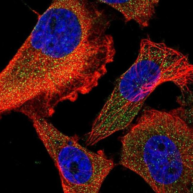 FIR Antibody in Immunocytochemistry (ICC/IF)