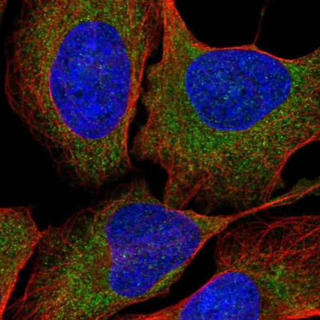 ZNF294 Antibody in Immunocytochemistry (ICC/IF)