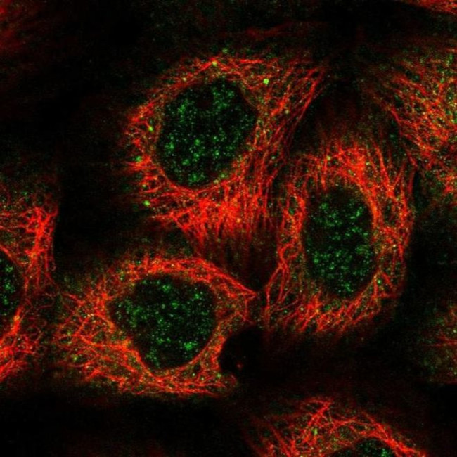 HEATR5B Antibody in Immunocytochemistry (ICC/IF)