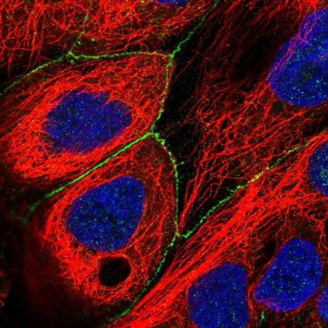 PLEKHG4 Antibody in Immunocytochemistry (ICC/IF)