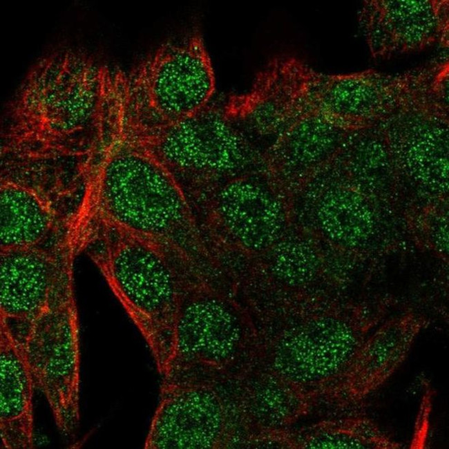 SMIM24 Antibody in Immunocytochemistry (ICC/IF)