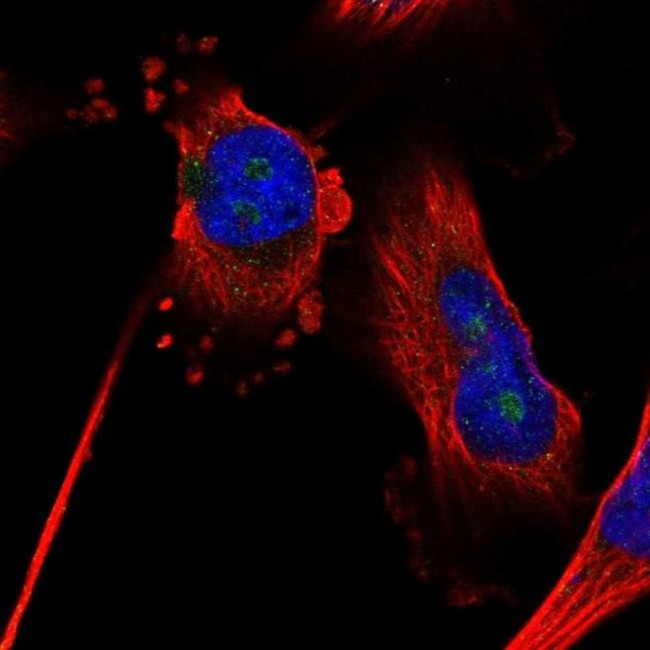 ZNF330 Antibody in Immunocytochemistry (ICC/IF)