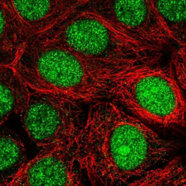 MRFAP1 Antibody in Immunocytochemistry (ICC/IF)