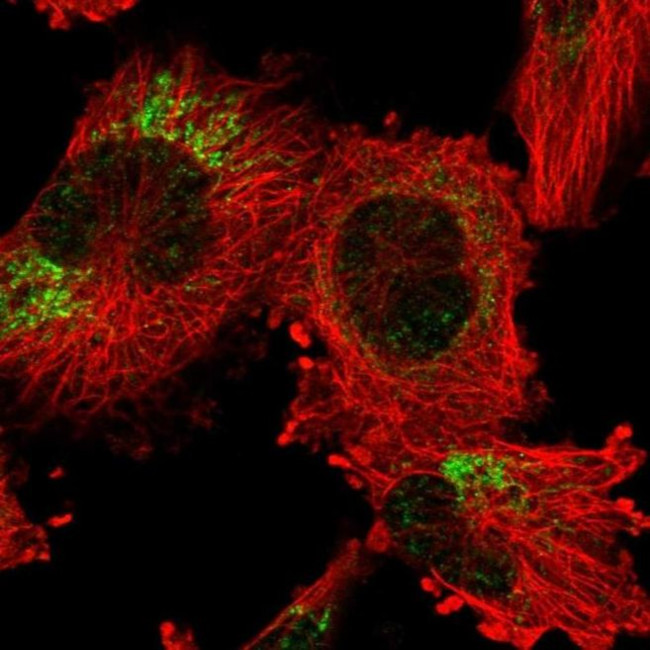 ANR44 Antibody in Immunocytochemistry (ICC/IF)