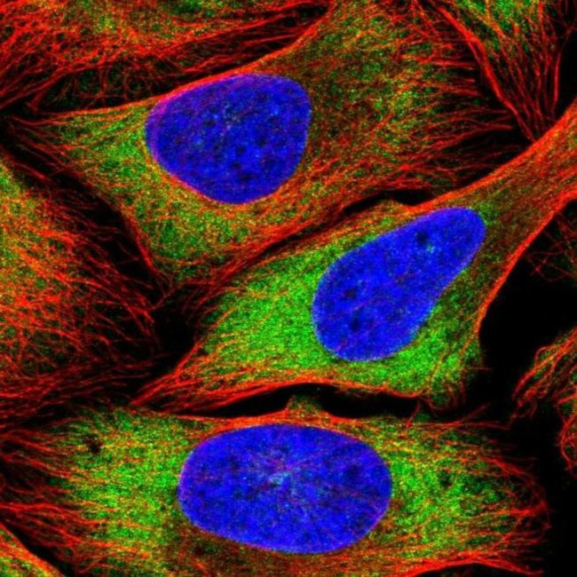 PSRC1 Antibody in Immunocytochemistry (ICC/IF)