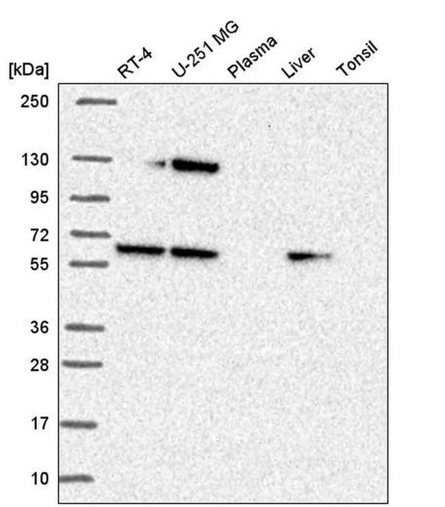 SEC24A Antibody in Western Blot (WB)