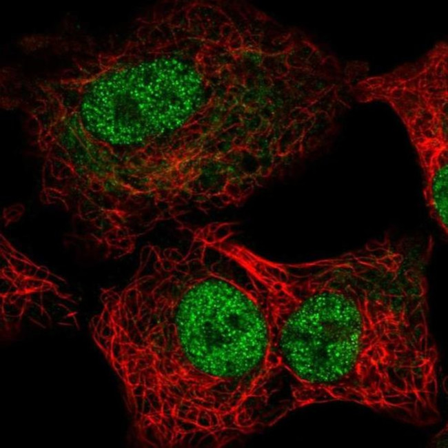 TEF1 Antibody in Immunocytochemistry (ICC/IF)