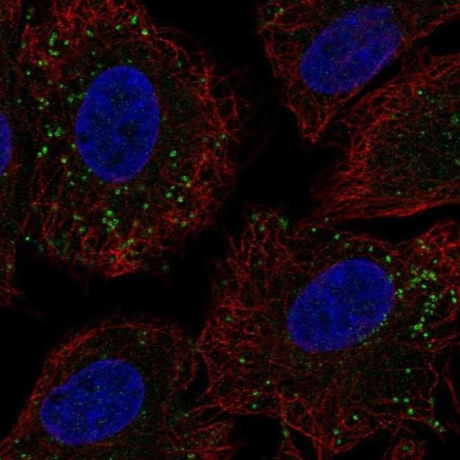 CCDC65 Antibody in Immunocytochemistry (ICC/IF)