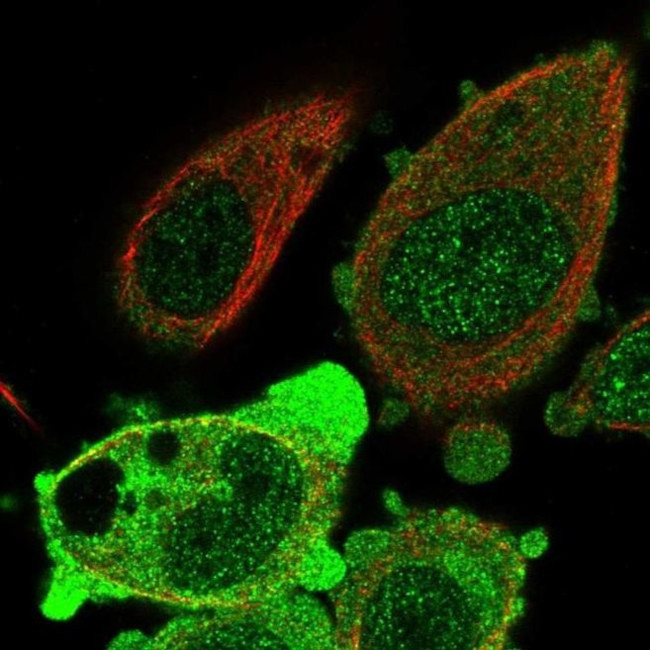 ANKRD36 Antibody in Immunocytochemistry (ICC/IF)