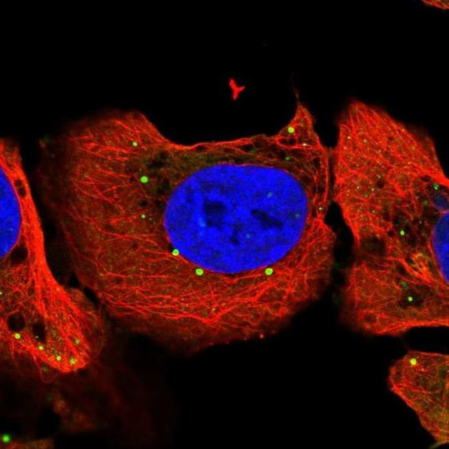 MEMO1 Antibody in Immunocytochemistry (ICC/IF)