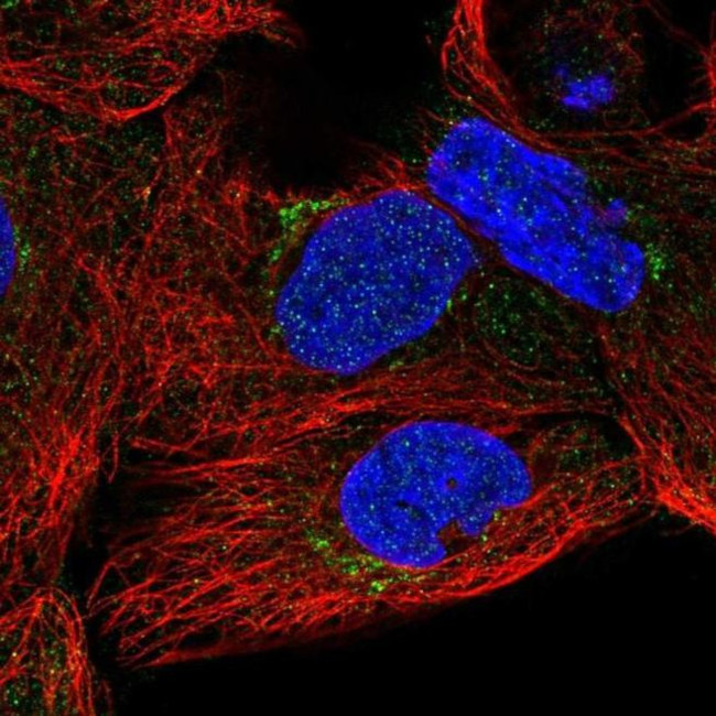 SLC35A5 Antibody in Immunocytochemistry (ICC/IF)