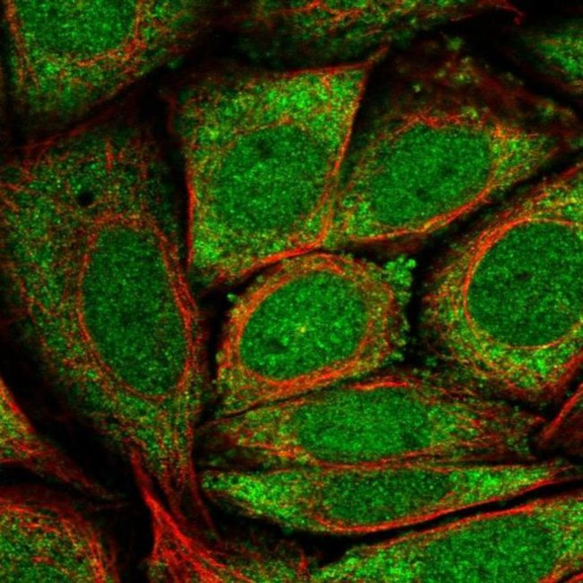 GK5 Antibody in Immunocytochemistry (ICC/IF)
