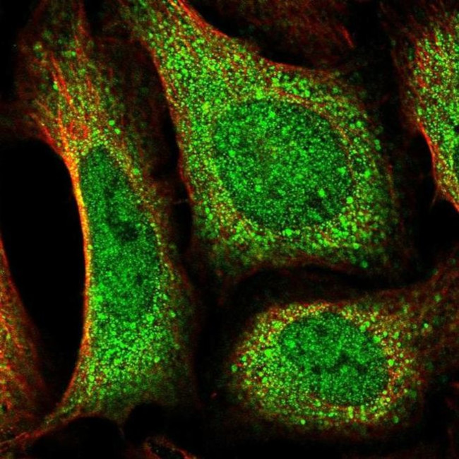 DOCK10 Antibody in Immunocytochemistry (ICC/IF)