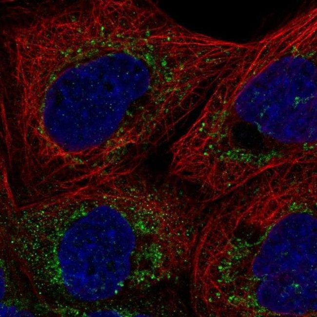 FAM162A Antibody in Immunocytochemistry (ICC/IF)