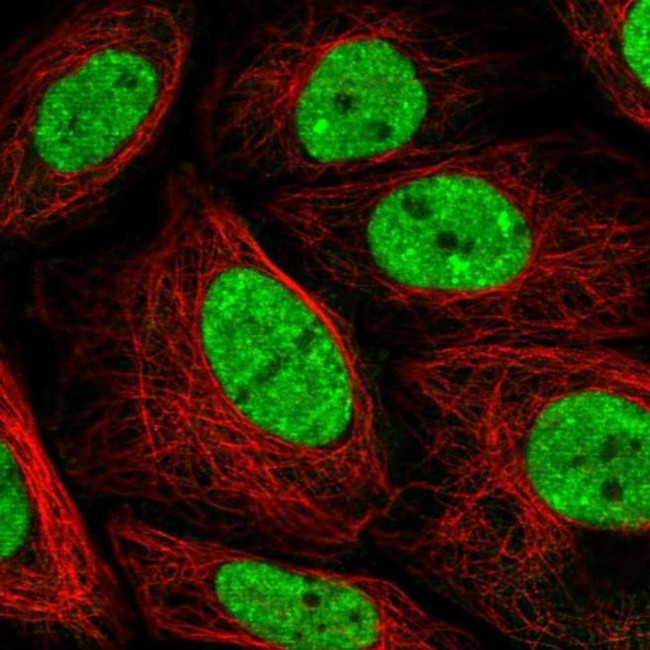PLEKHG4B Antibody in Immunocytochemistry (ICC/IF)