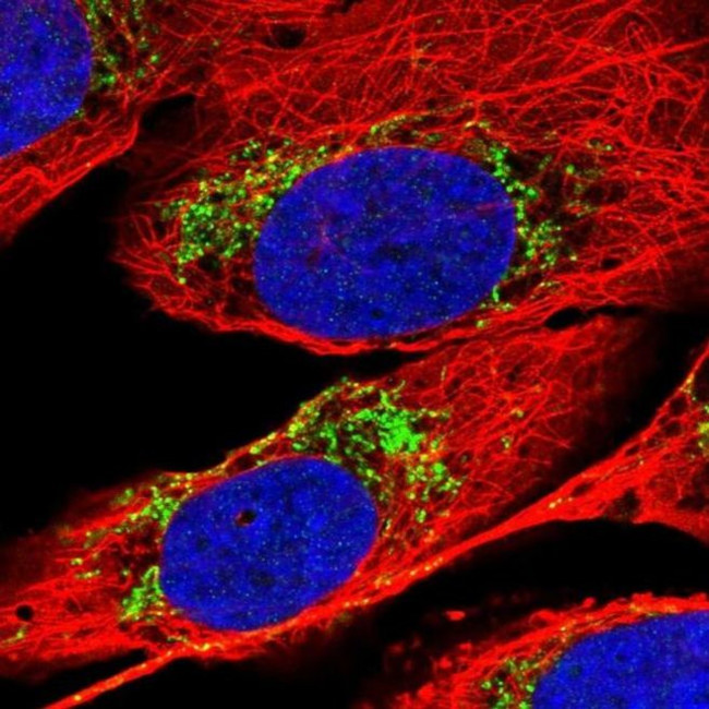 MTPAP Antibody in Immunocytochemistry (ICC/IF)